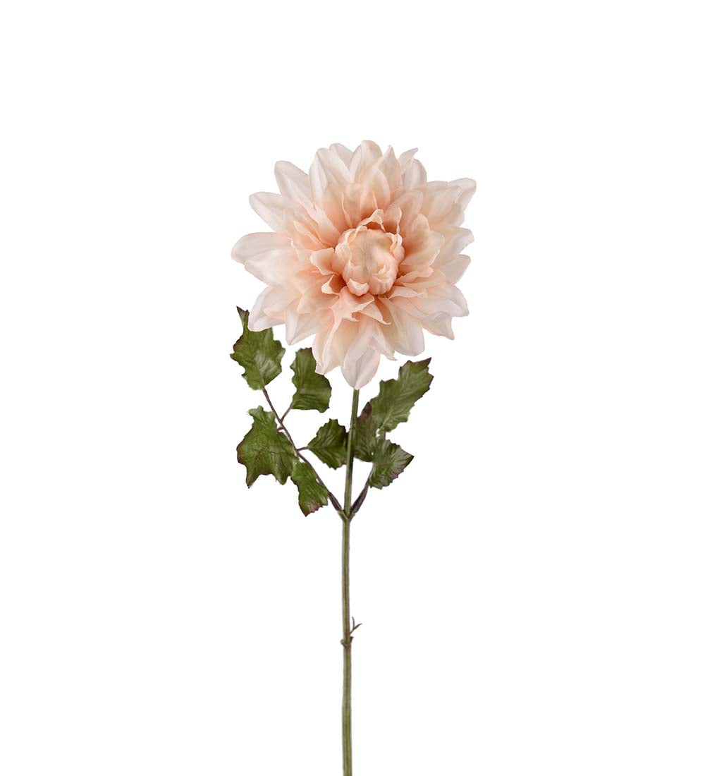 Mr. Plant Dahlia