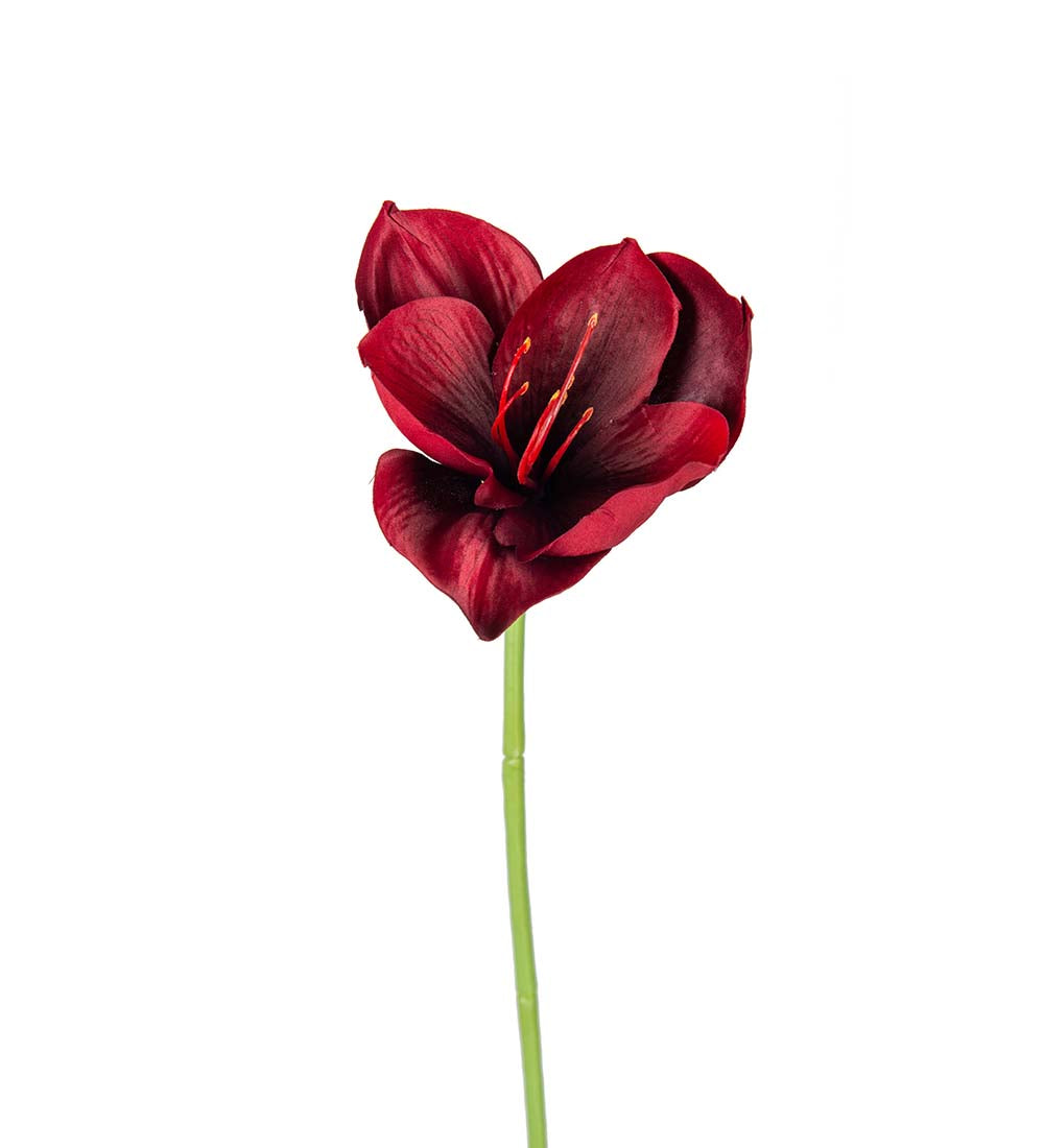 Mr. Plant Amaryllis
