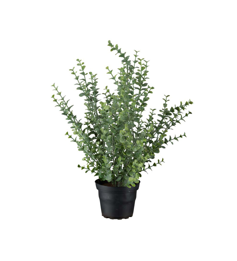 Mr . Plant Eucalyptus 40 cm