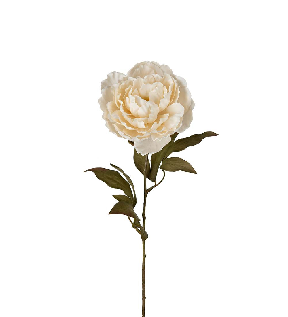 Mr. Plant Pion 65 cm
