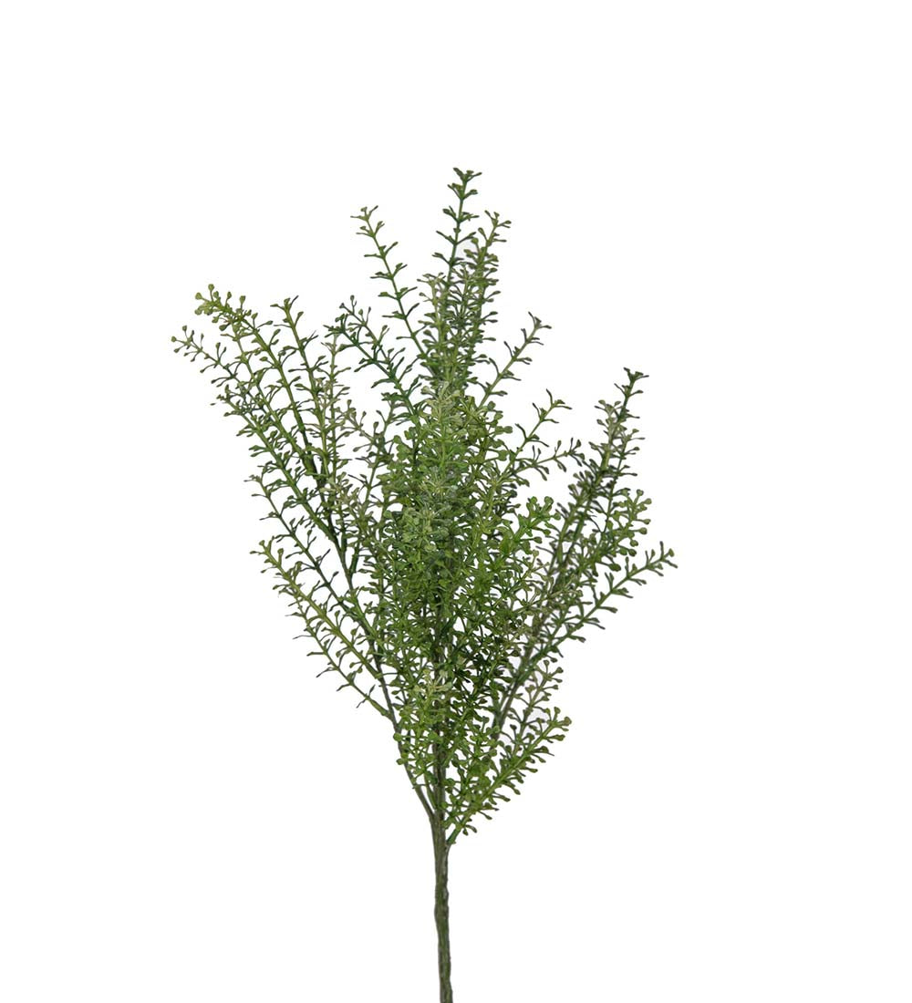 Mr. Plant Thlapsi 65 cm