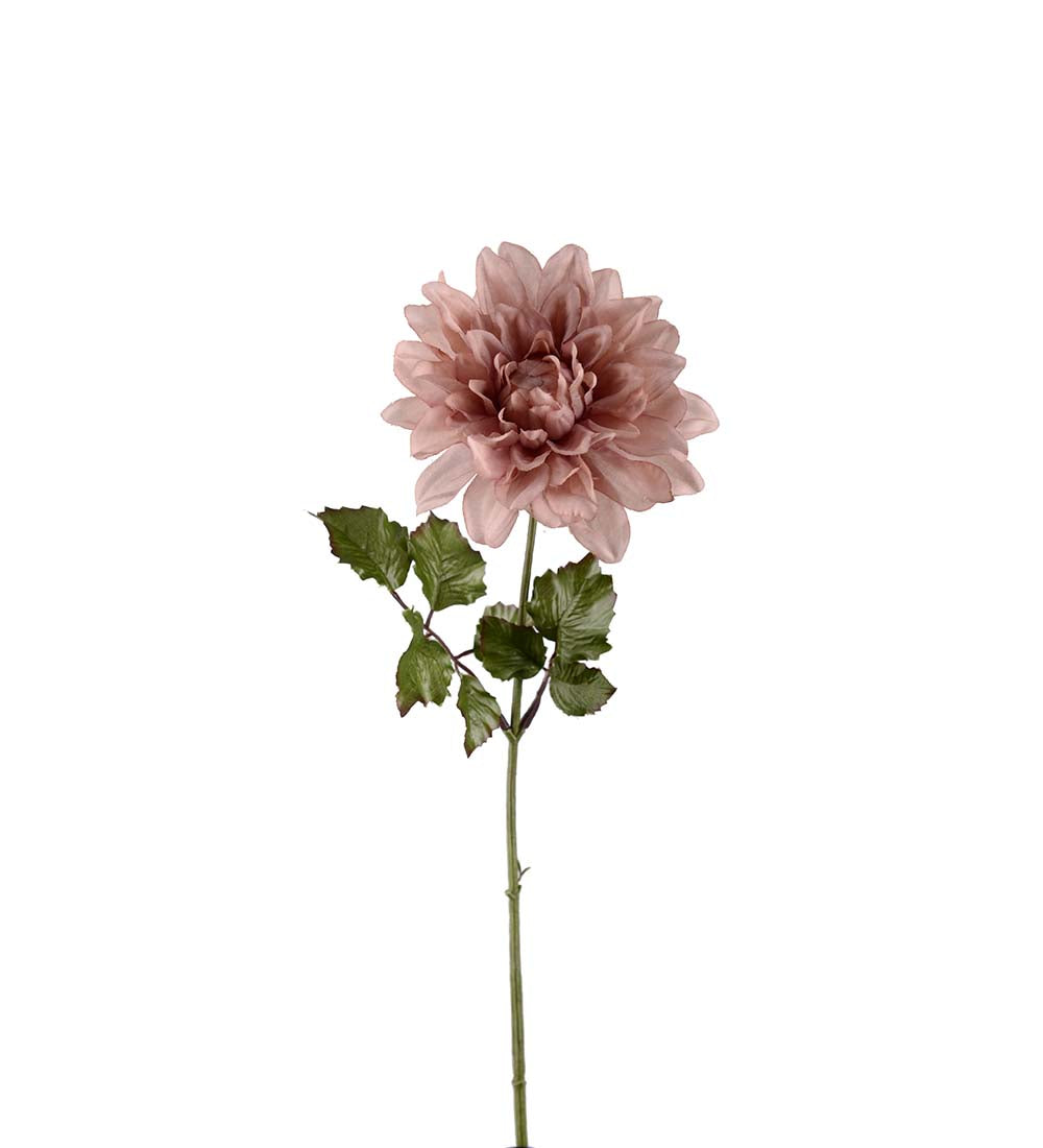 Mr. Plant Dahlia