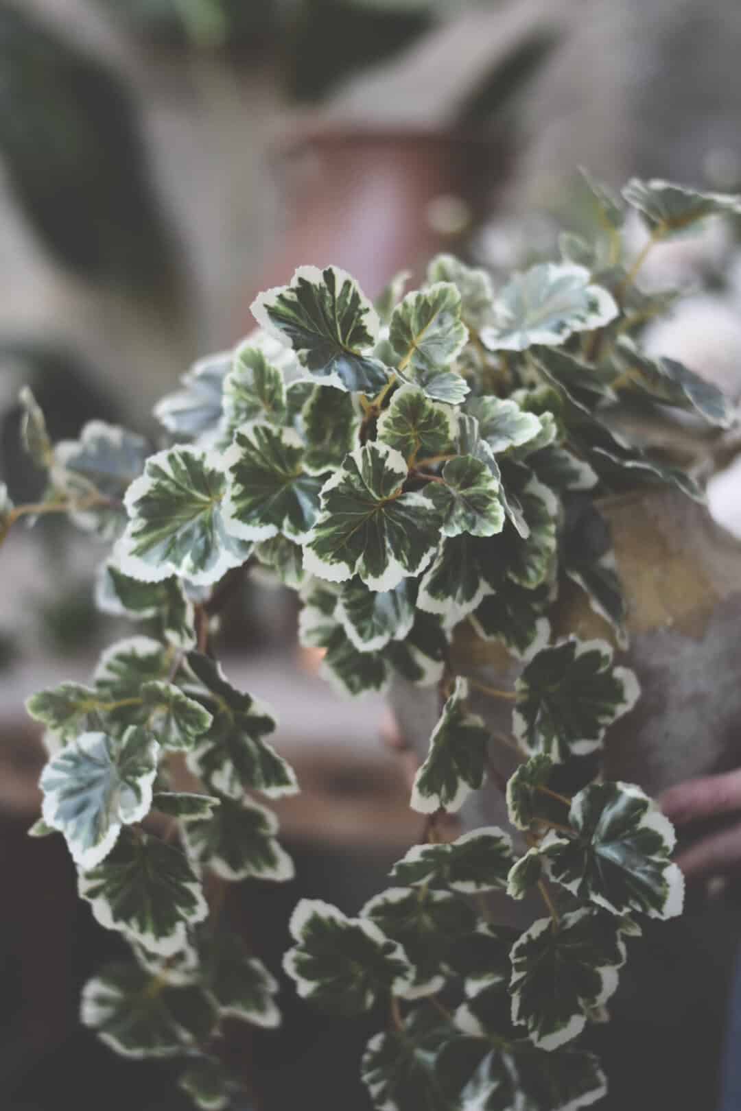 Trend Design Pelargonia hengeplante 50 cm