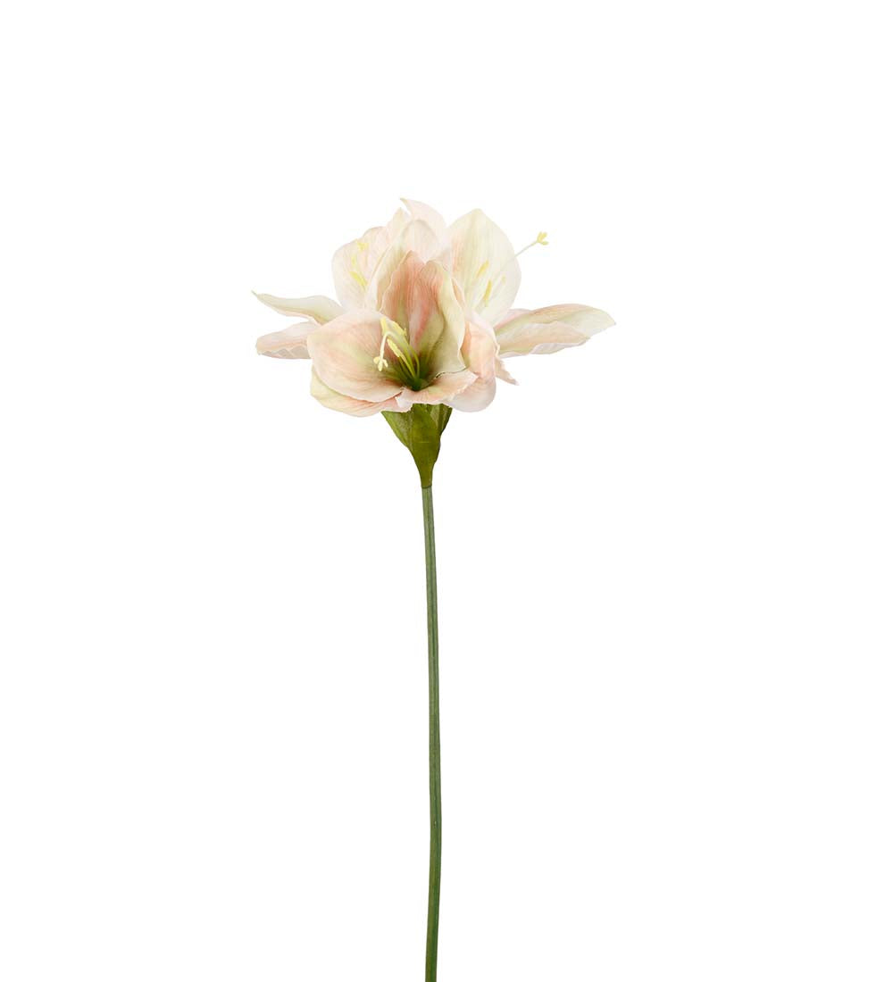 Mr. Plant Amaryllis