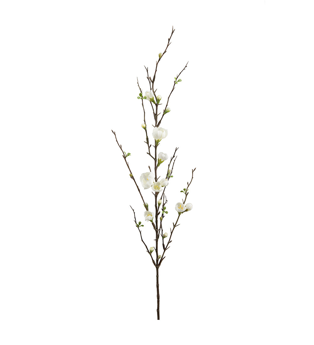 Mr. Plant Epleblomst
