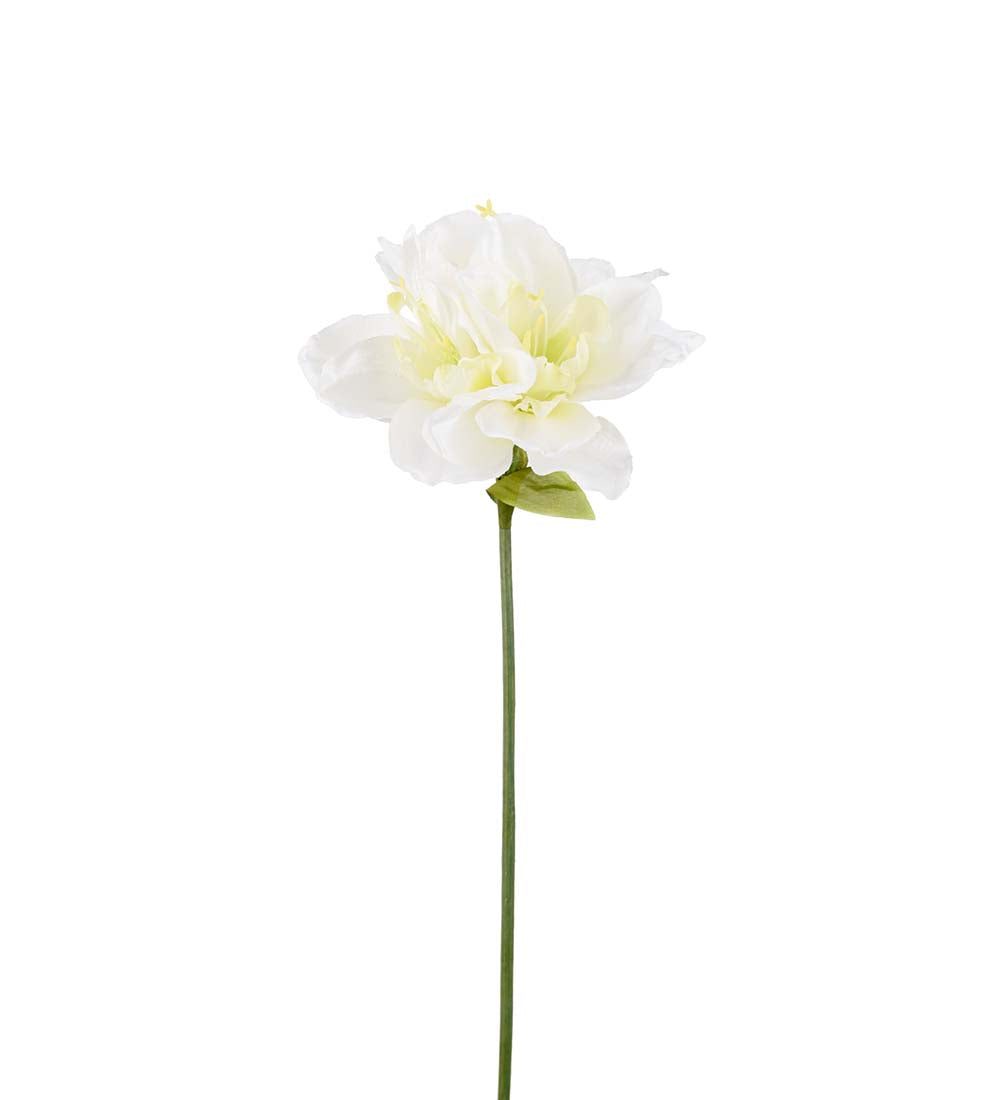 Mr. Plant Amaryllis