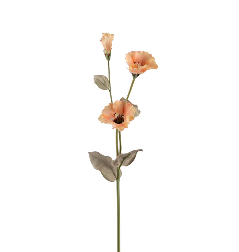 Mr. Plant Prærieklokke