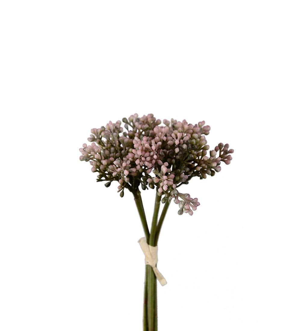 Mr. Plant Sedumbunt