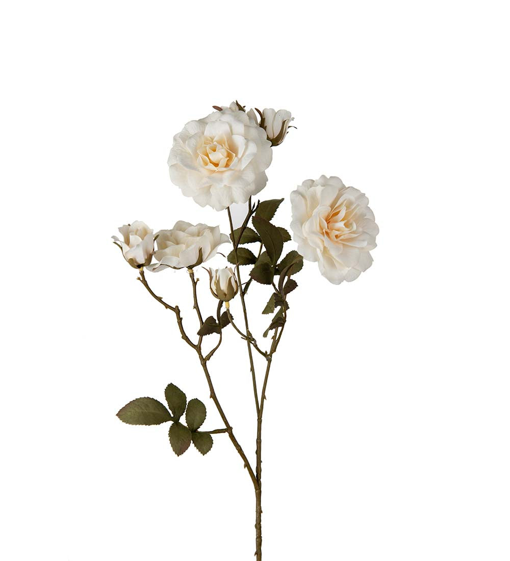 Mr. Plant Rose 65 cm Creme