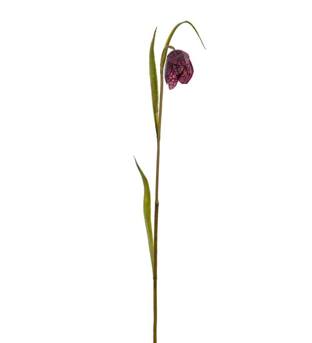 Mr. Plant Fritillaria 1