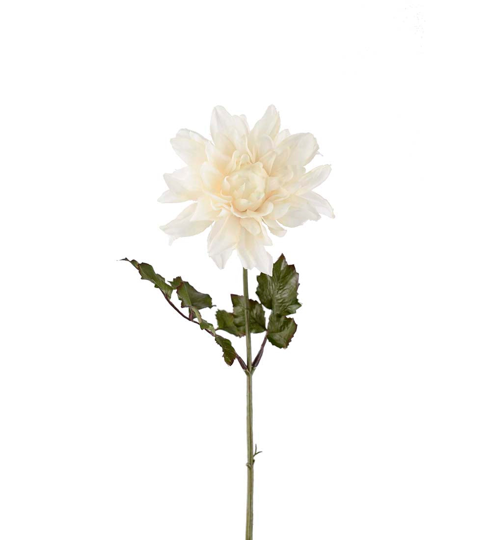 Mr. Plant Dahlia 45 cm