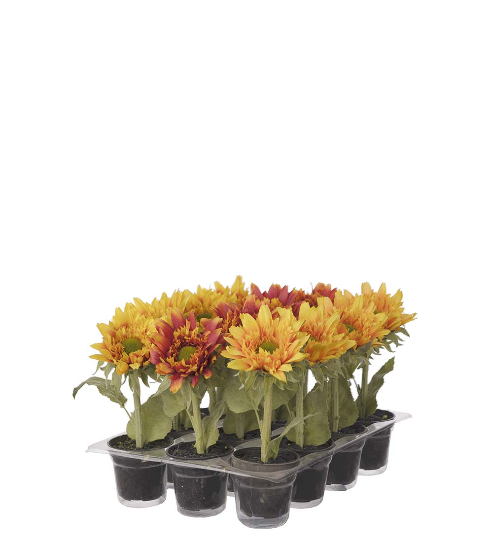 Mr. Plant Solsikkemix Assortert (1 stk)