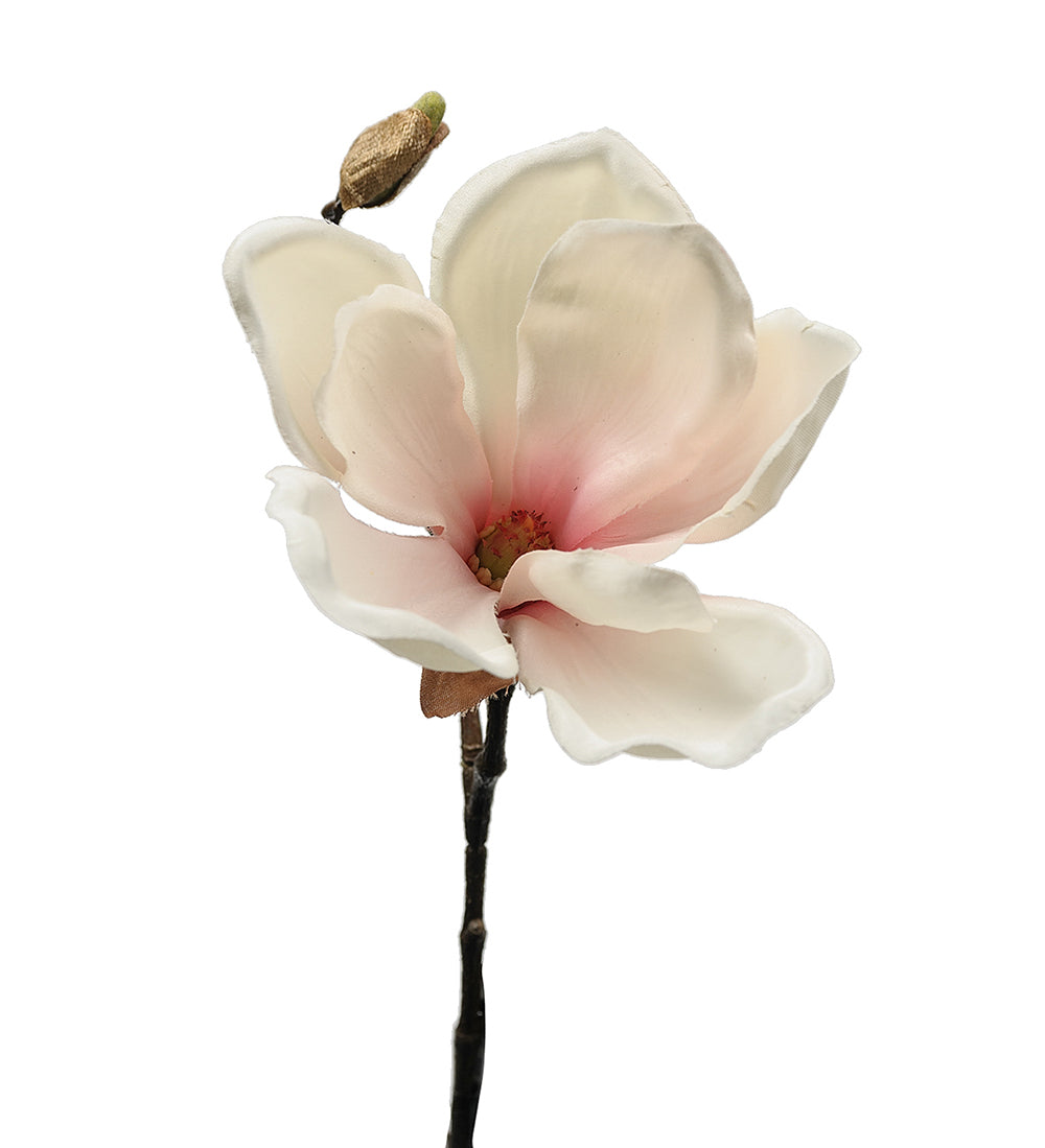 Mr. Plant Magnolia 3