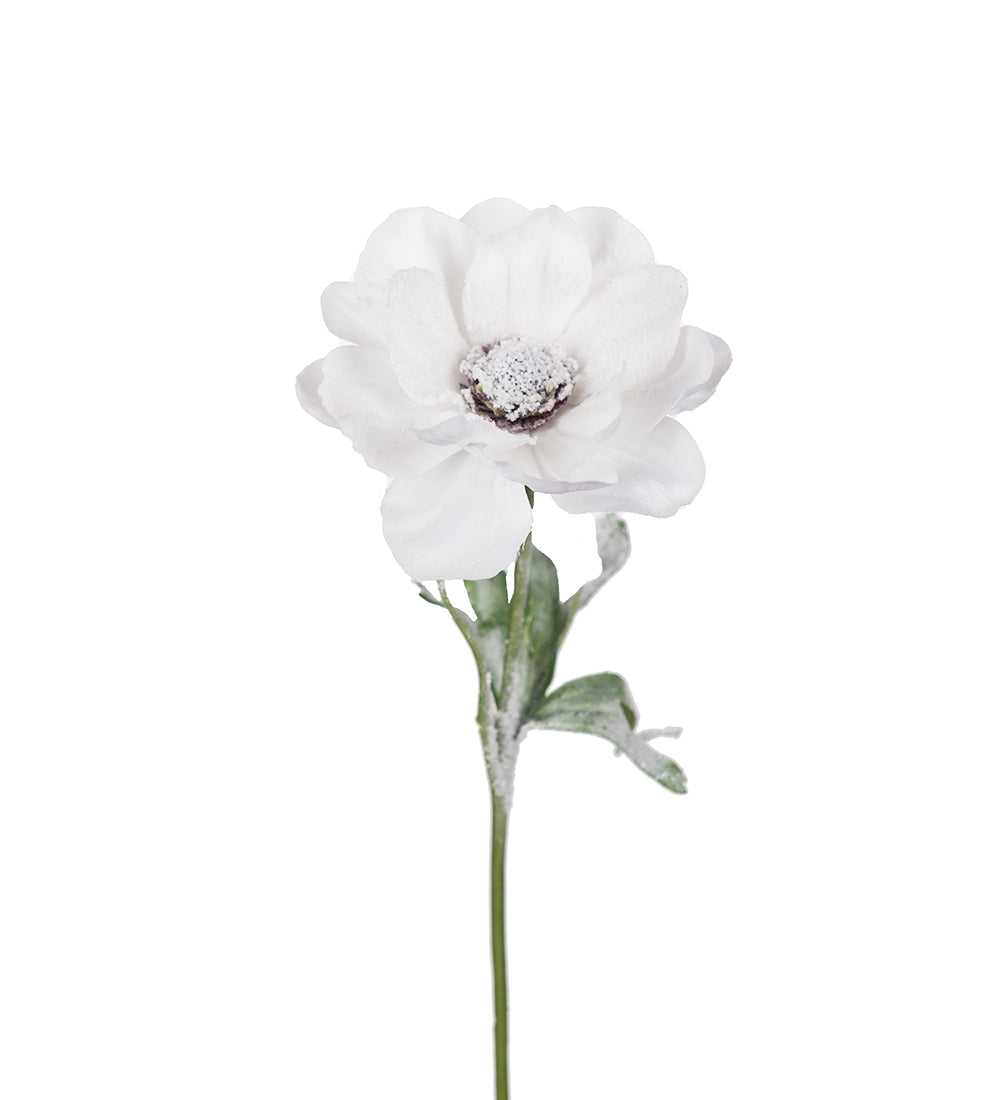 Mr Plant Anemone m/Snø