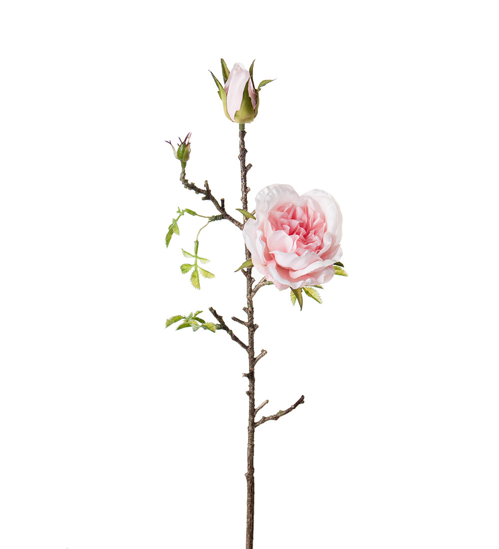 Mr. Plant Rose