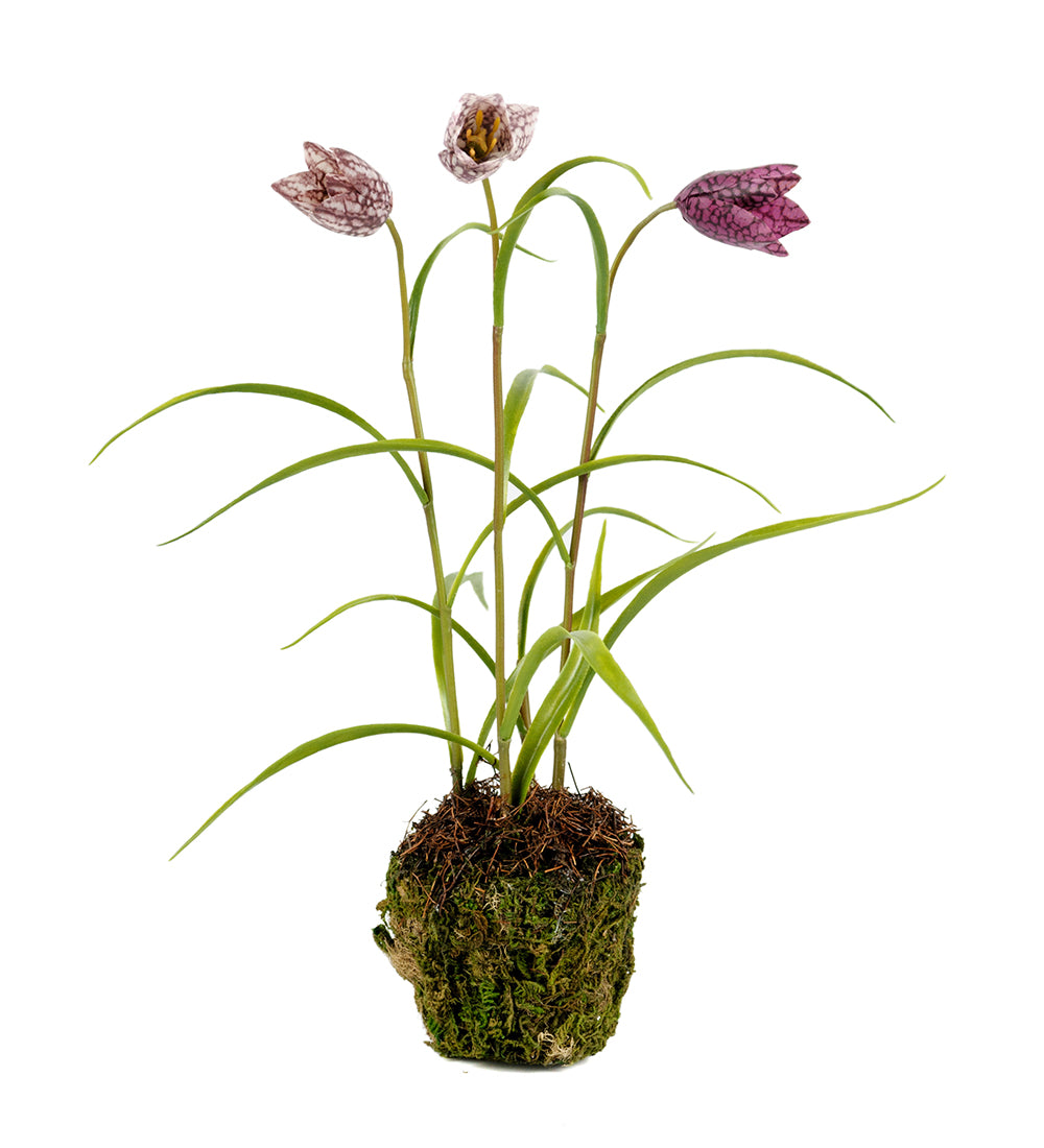 Mr. Plant Fritillaria 4