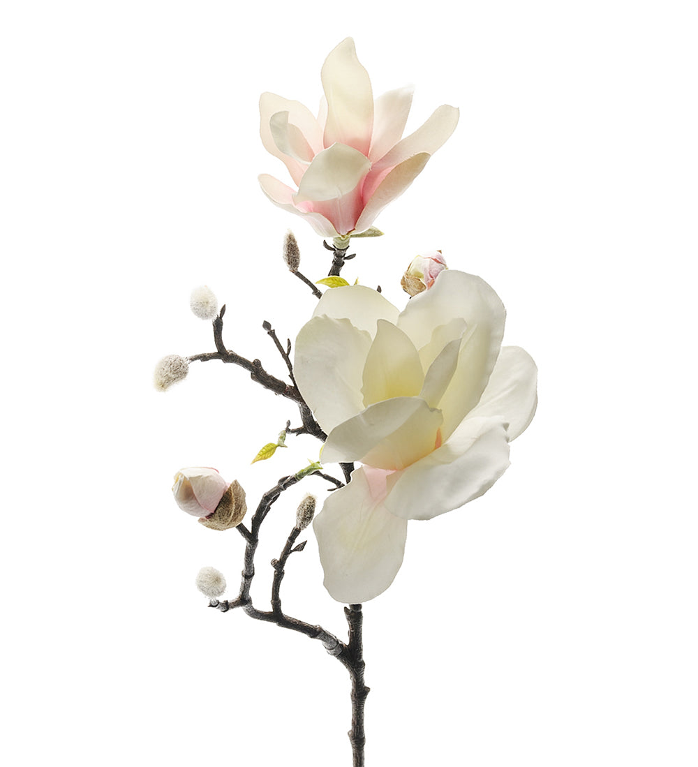 Mr. Plant Magnolia 1