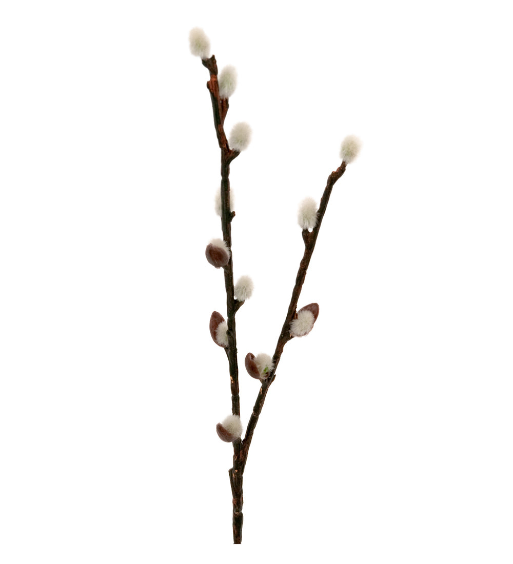 Mr. Plant Selje m/Gåsunger
