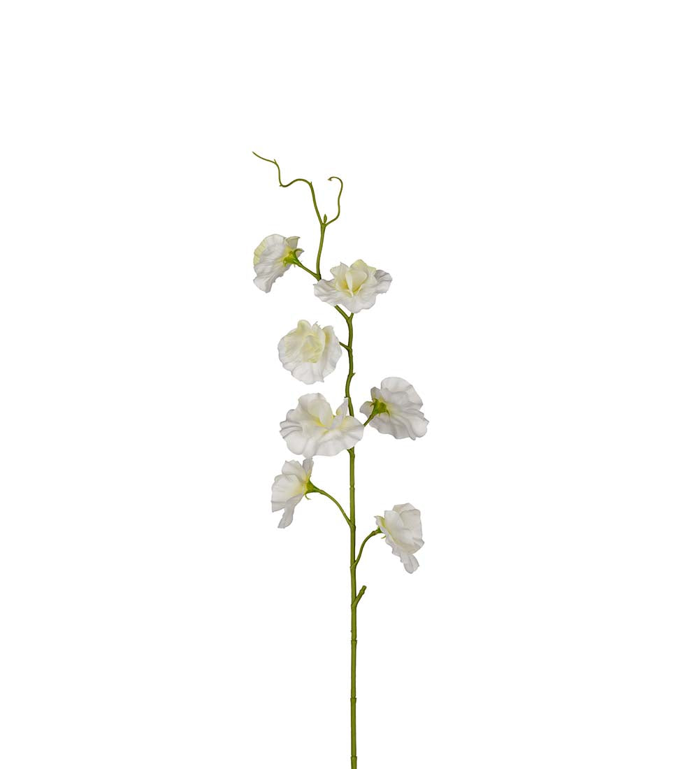 Mr. Plant Luktärt