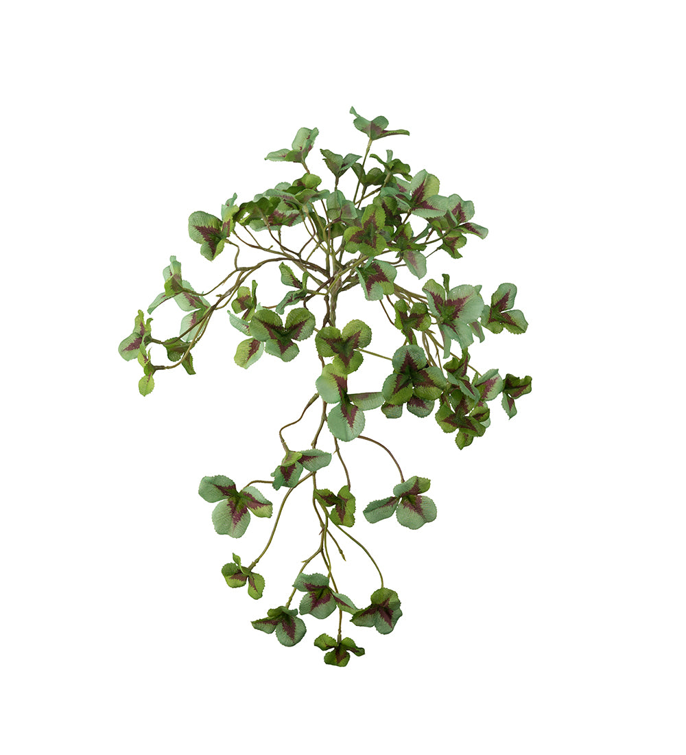 Mr. Plant Oxalis