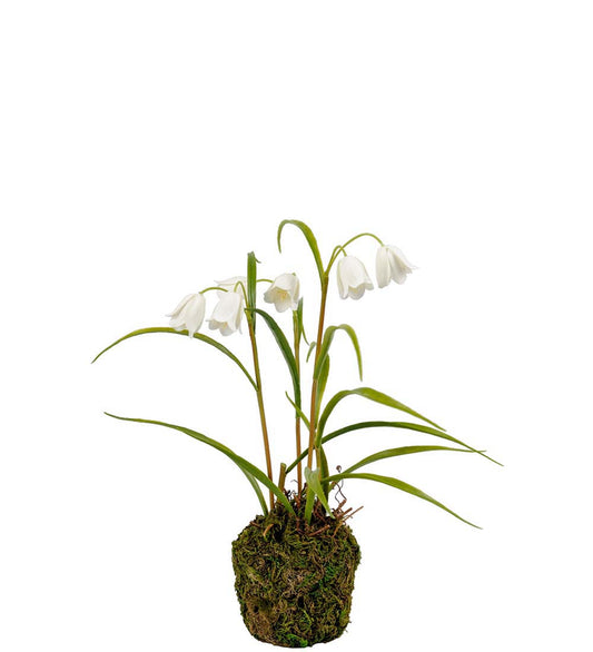 Mr. Plant Fritillaria 4