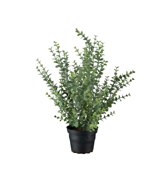 Mr . Plant Eucalyptus 40 cm