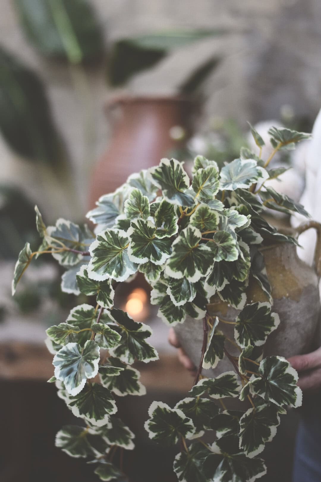 Trend Design Pelargonia hengeplante 50 cm