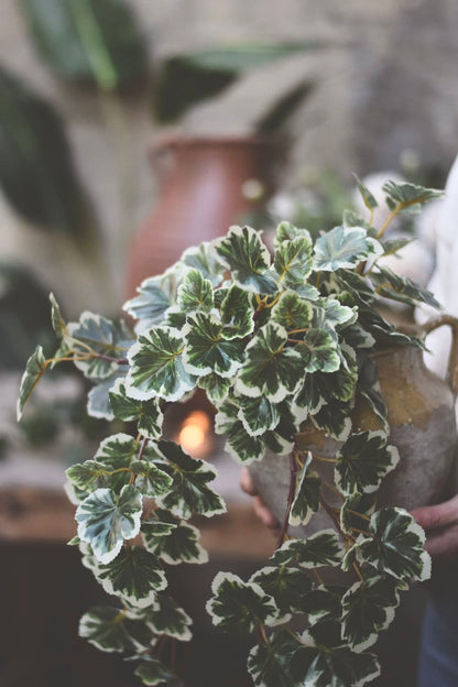 Trend Design Pelargonia hengeplante 50 cm