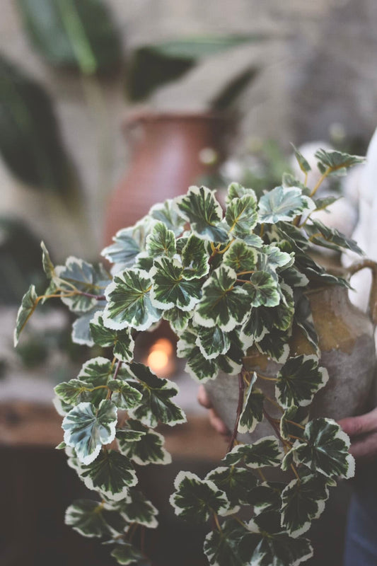 Trend Design Pelargonia hengeplante 50 cm