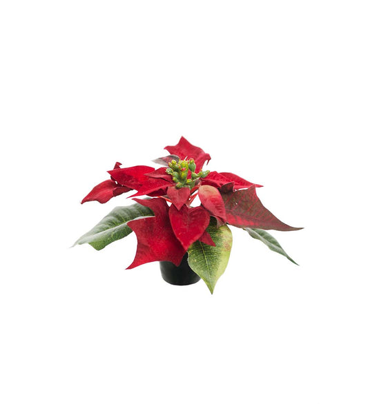 Mr. Plant Julestjerne