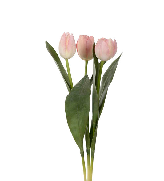 Mr. Plant Tulipaner 5 Stk Pink