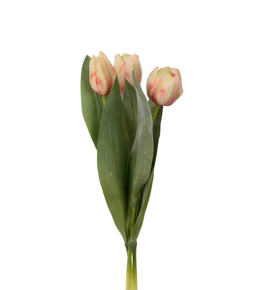 Mr. Plant Tulipaner 5 Stk Persika