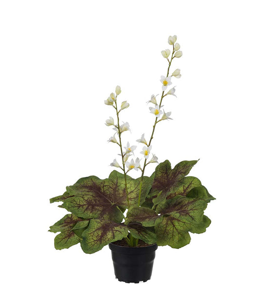 Mr. Plant Alunrot 45 cm