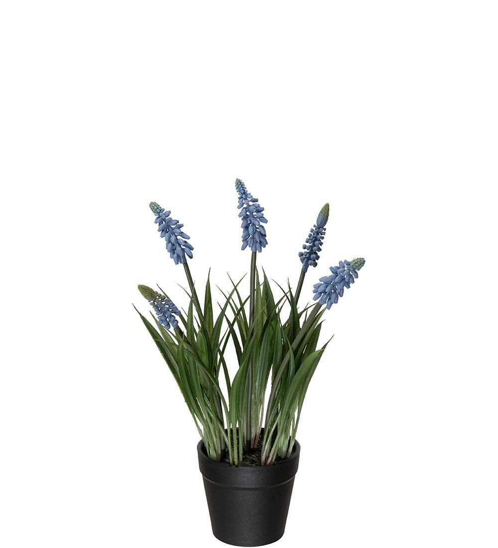 Mr. Plant Perlehyasint