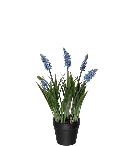 Mr. Plant Perlehyasint