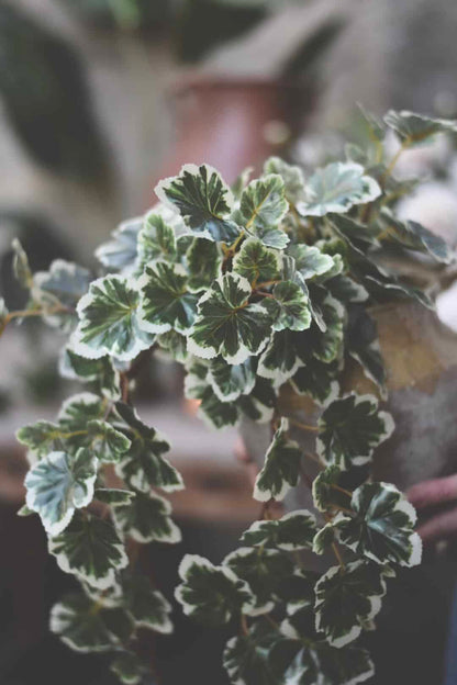 Trend Design Pelargonia hengeplante 50 cm