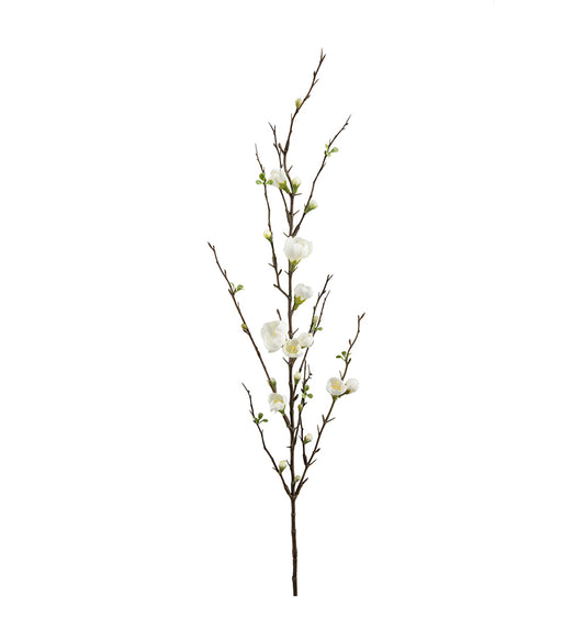 Mr. Plant Epleblomst
