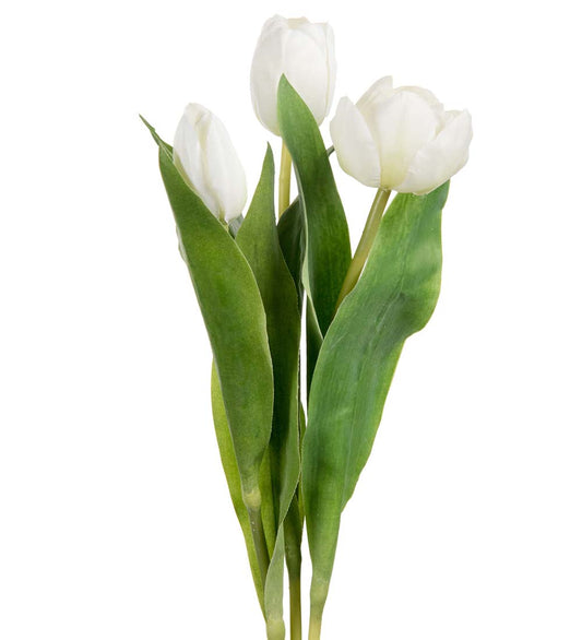 Mr. Plant Tulipaner 5 Stk Hvite