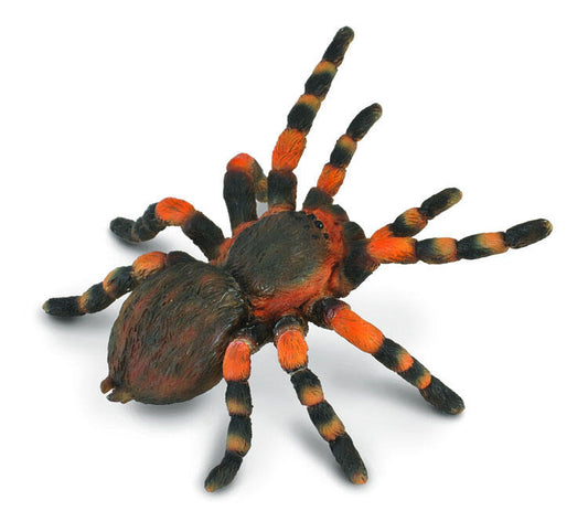TARANTULA EDDERKOPP L Collecta
