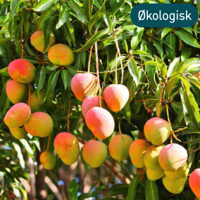 Olivenlunden Syltetøy med mango, pasjonsfrukt og tindved