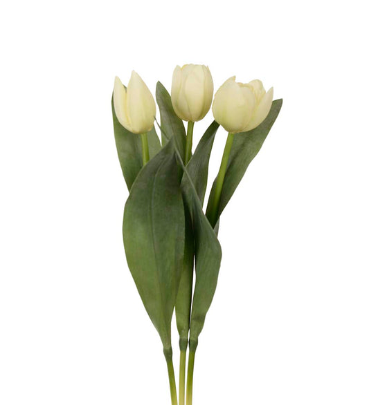 Mr. Plant Tulipaner 5 Stk Lysegul