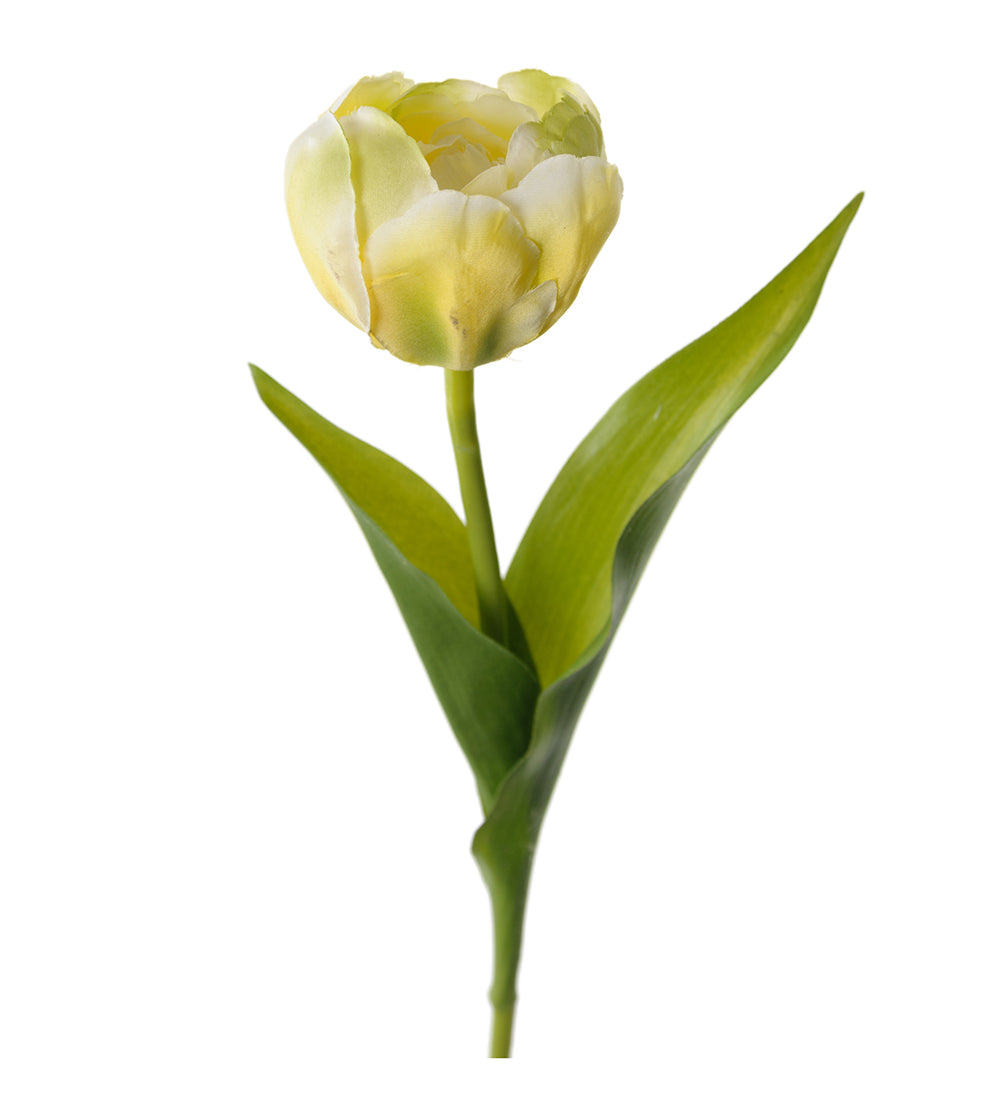 Mr. Plant Tulipan