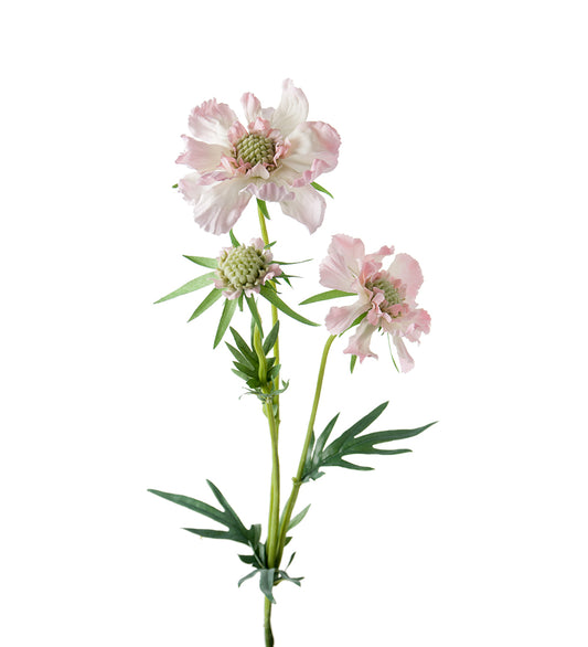 Mr. Plant Scabiosa 70 cm