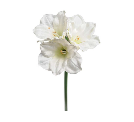 Amaryllis 65 cm