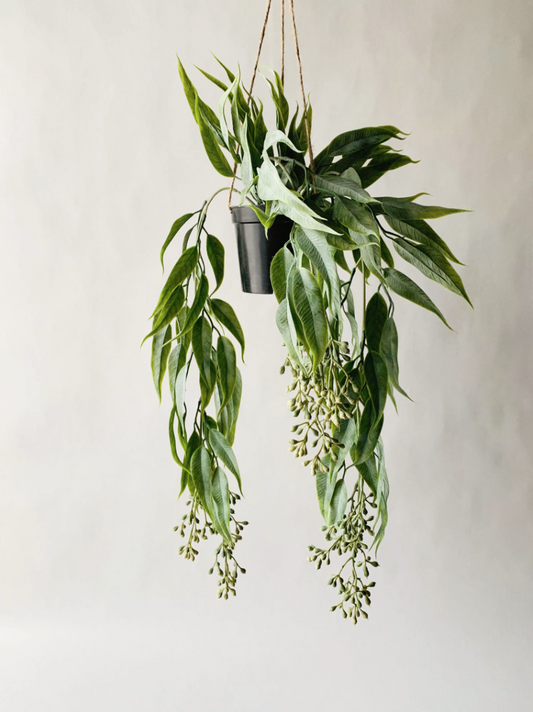 Trend Hengeplante Eucalyptus H 56 Cm