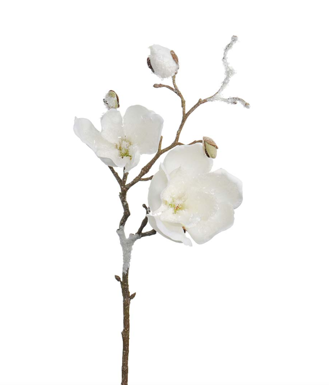 Mr. Plant Magnolia M/ Is 50 cm