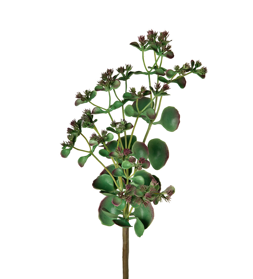 Mr. Plant Sukkulent 35 cm