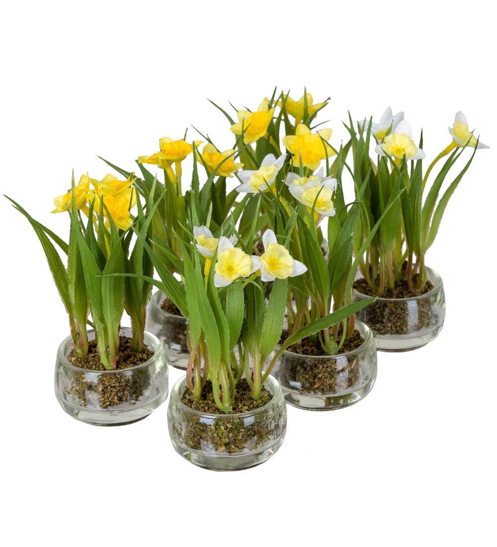 Mr. Plant Narciss i Glasspotte 1 Stk (assortert)
